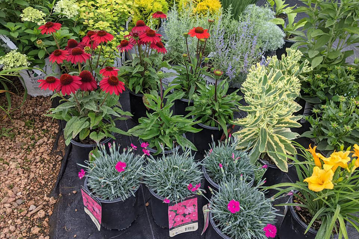 Nursery 1 - Natural Touch Landscaping