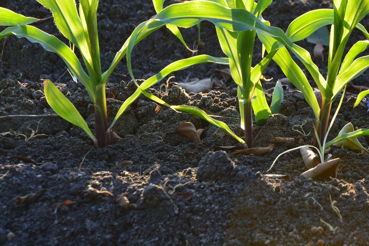 Soil Soil - Natural Touch Landscaping